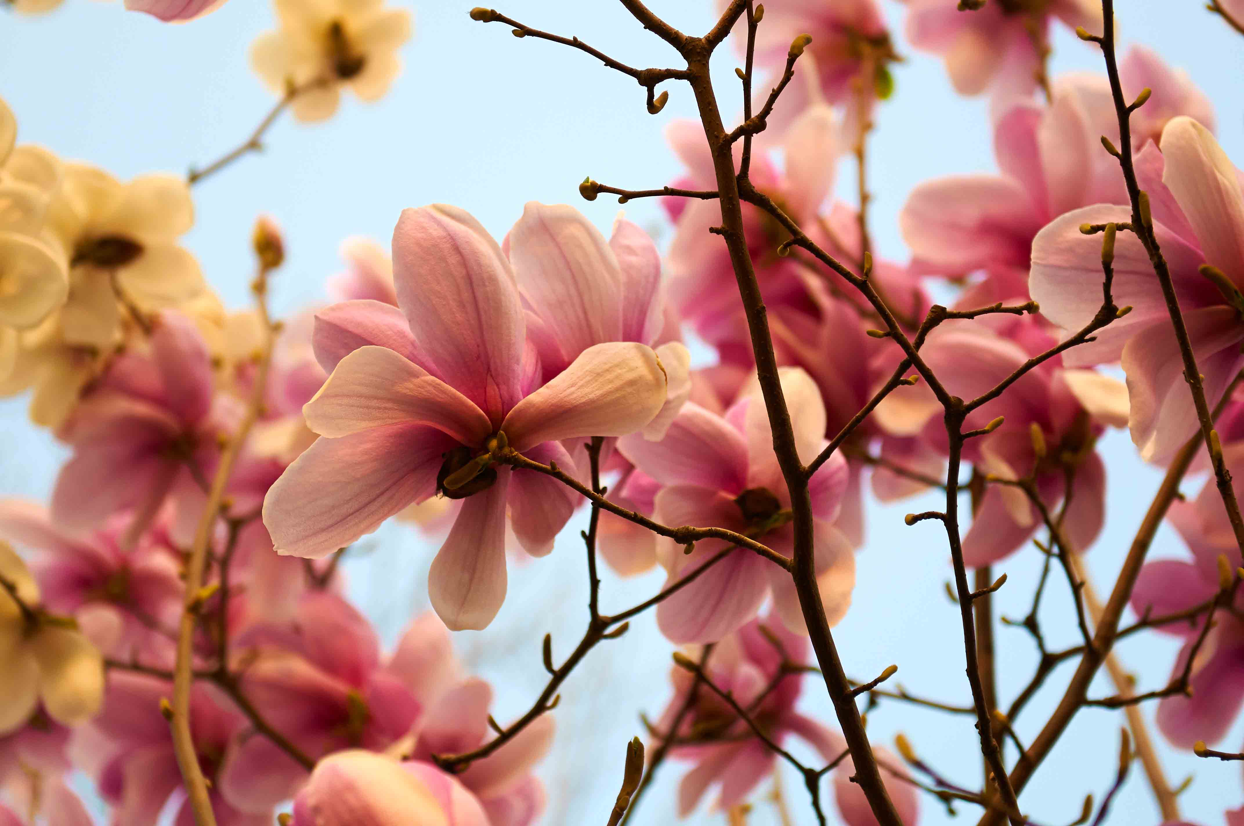 [原创]花