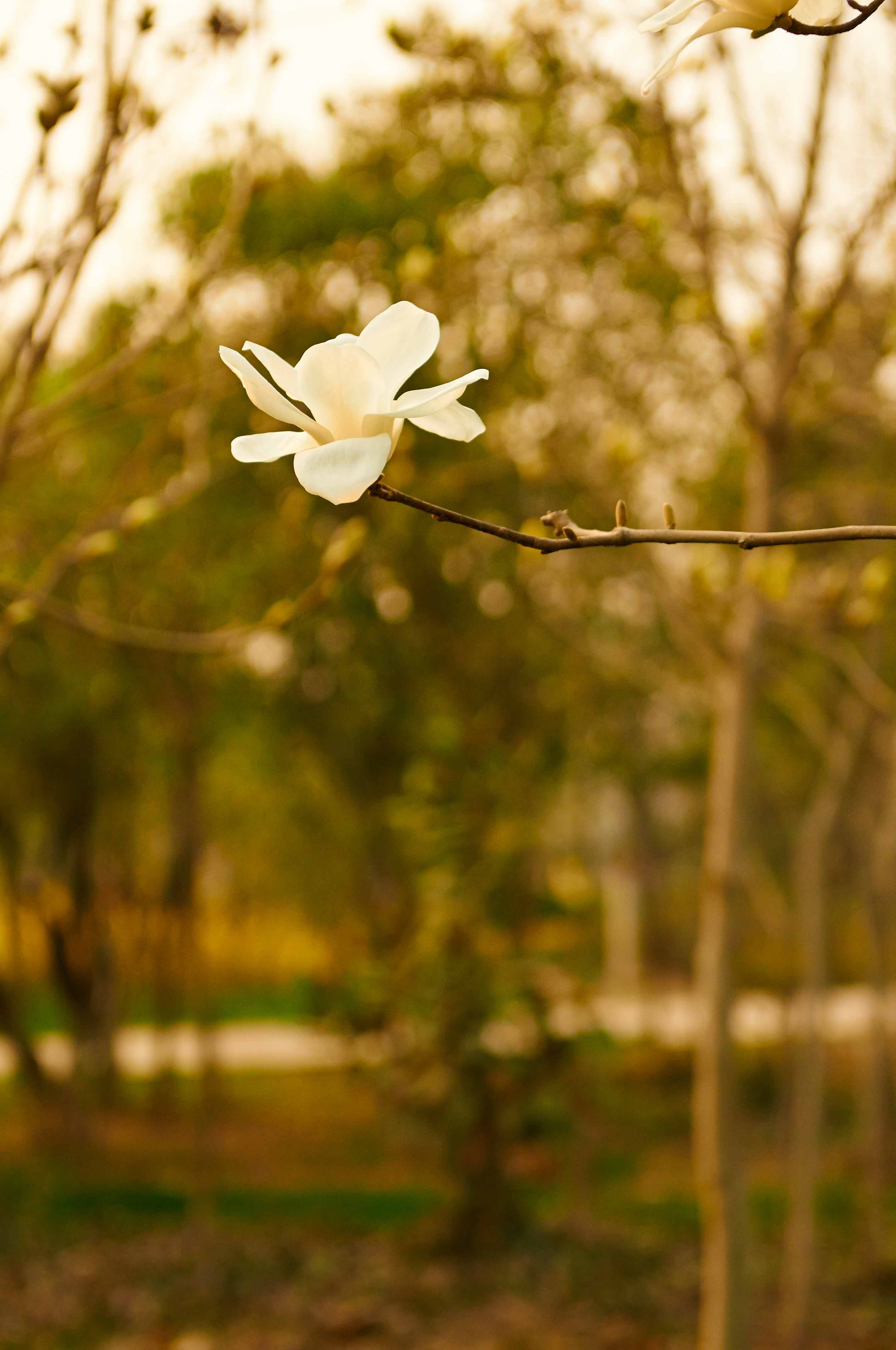[原创]花