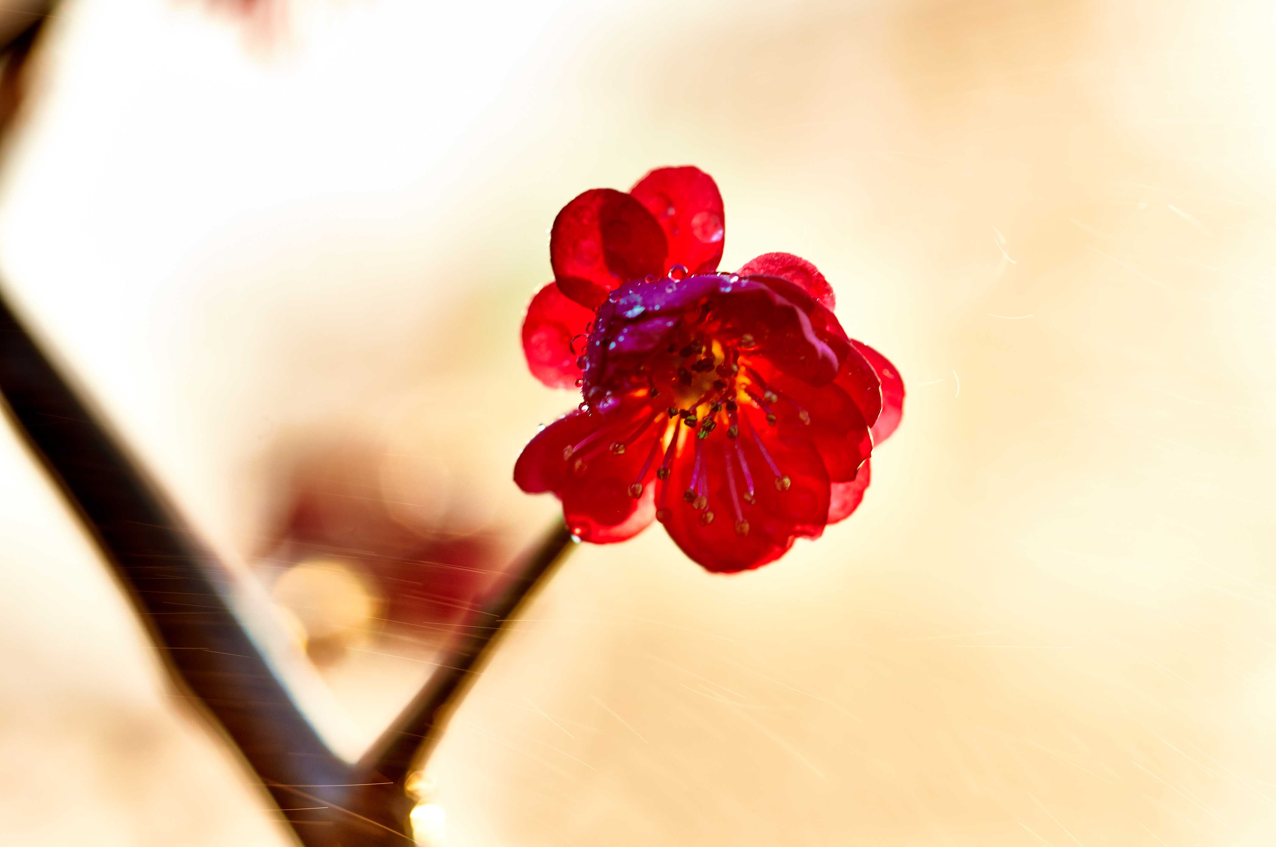 [原创]花