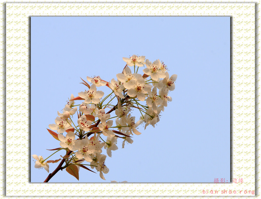 漂亮的梨花