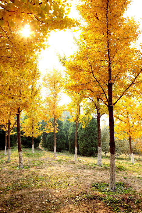北京奥林匹克森林公园