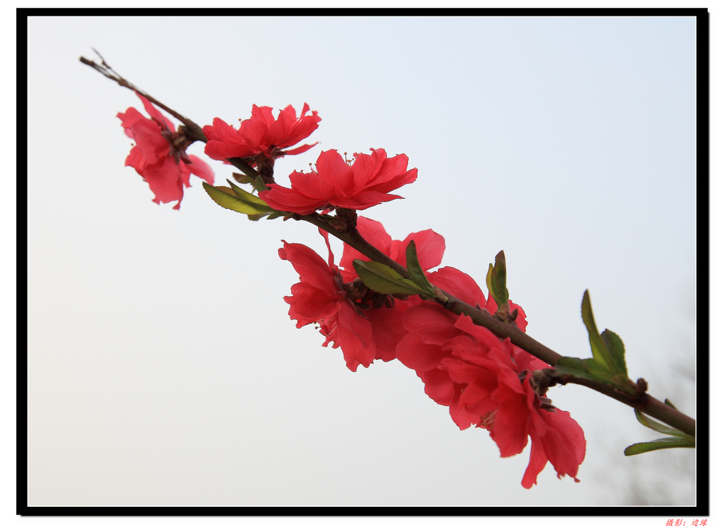 百花竟争艳(1)