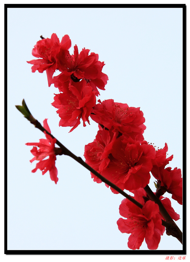 百花竟争艳(1)