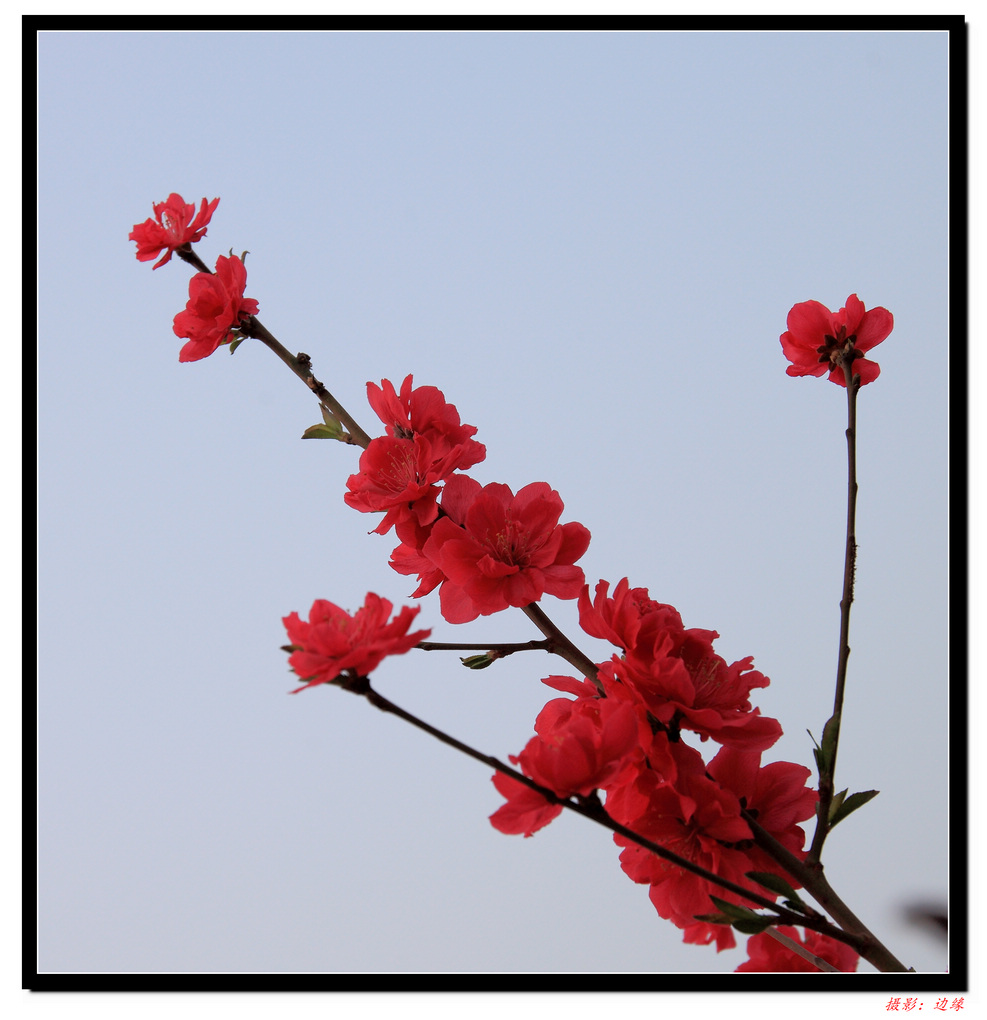 百花竟争艳(1)