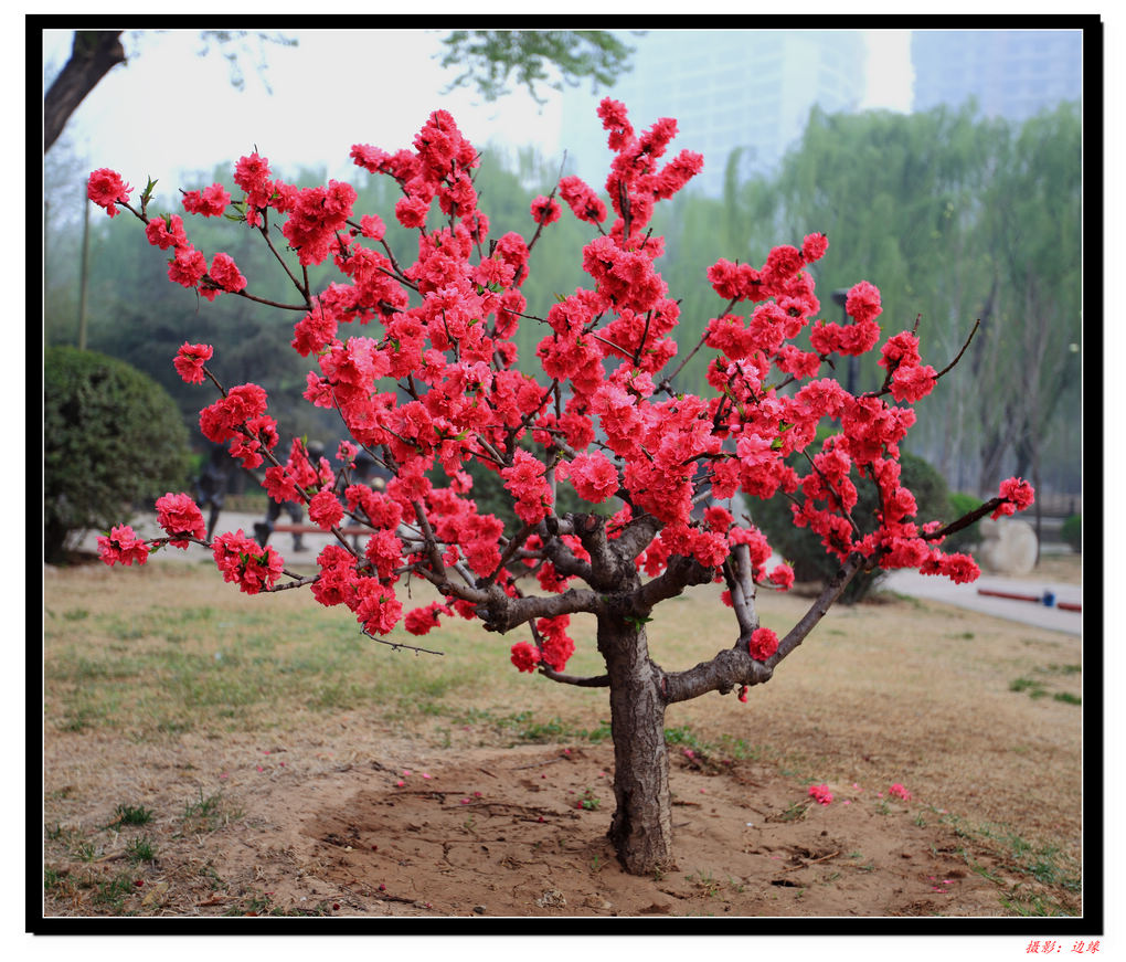 百花竟争艳(1)