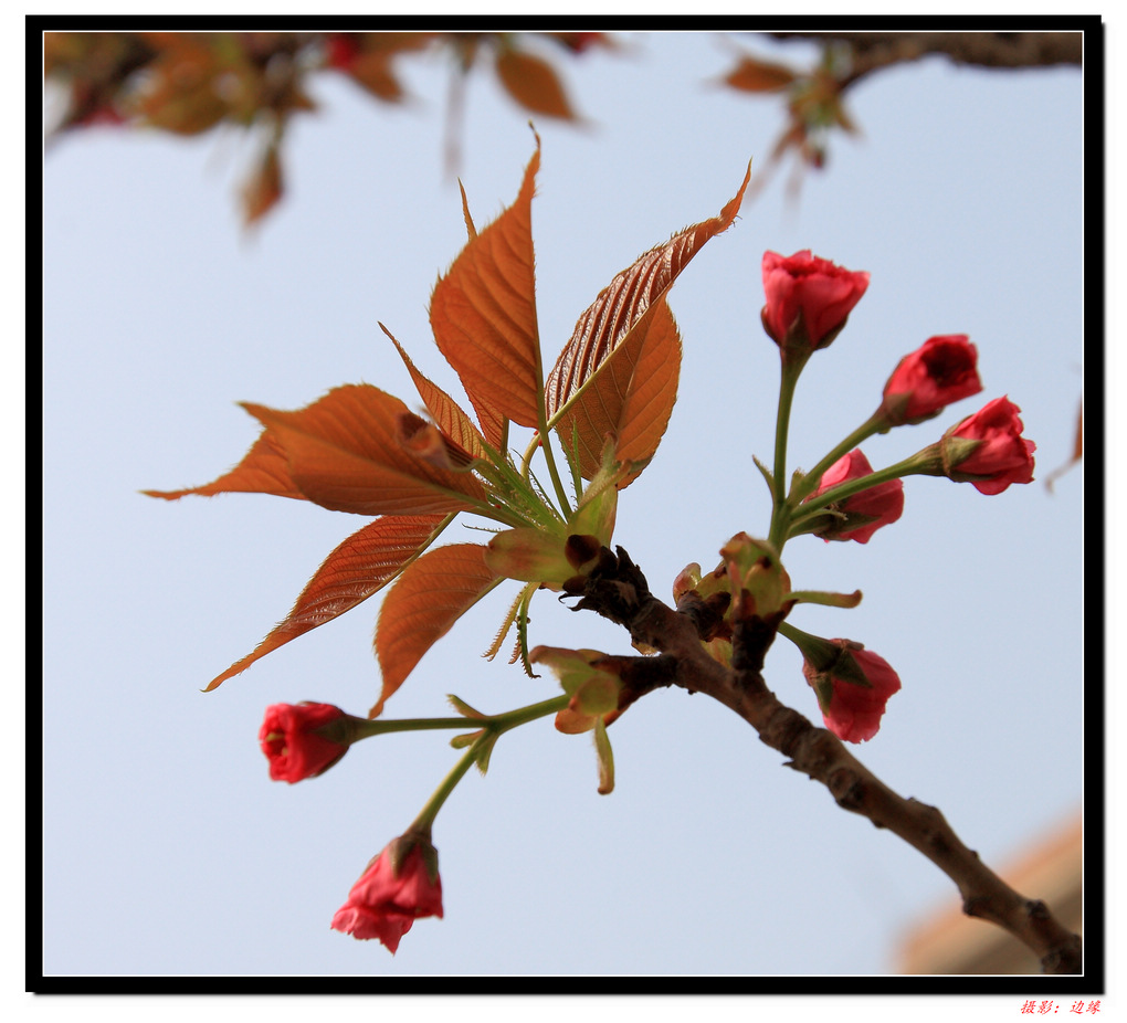 百花竟争艳(1)