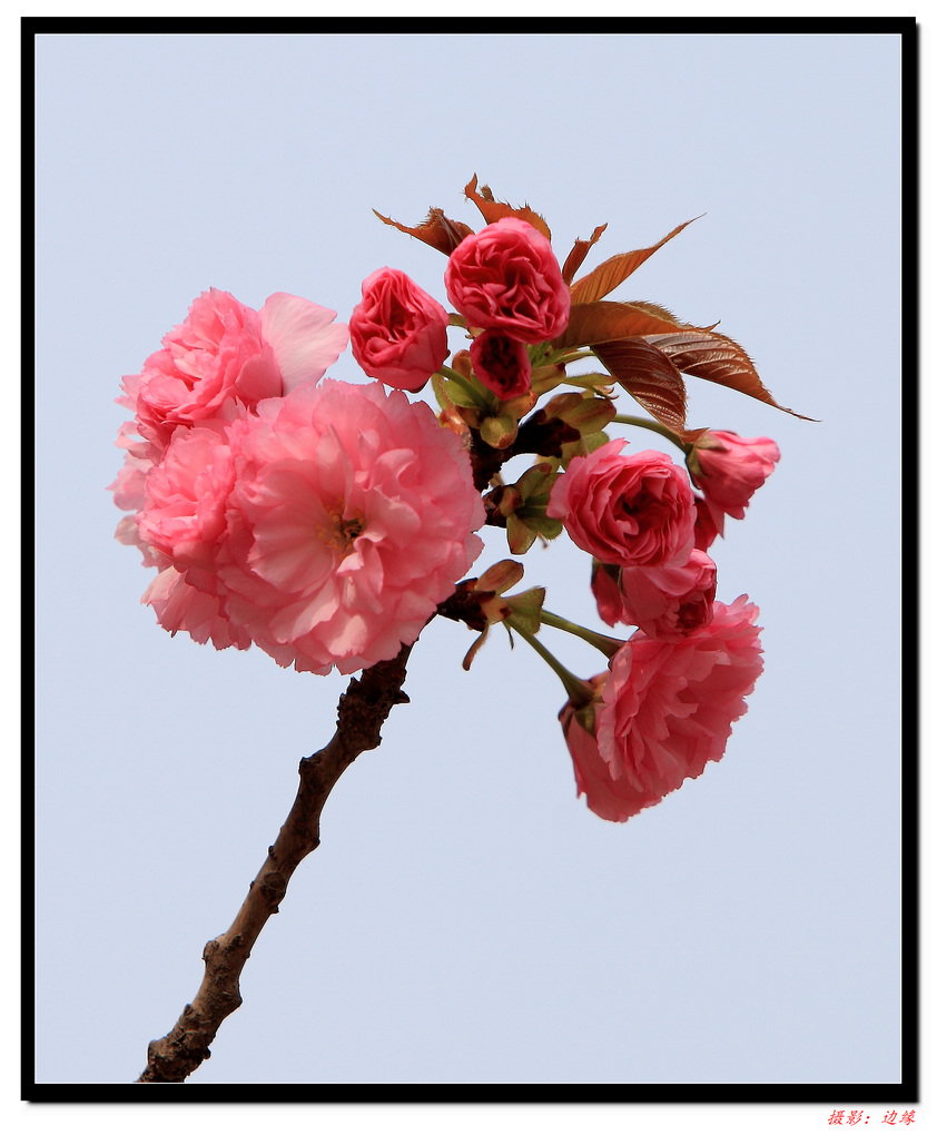 百花竟争艳(1)