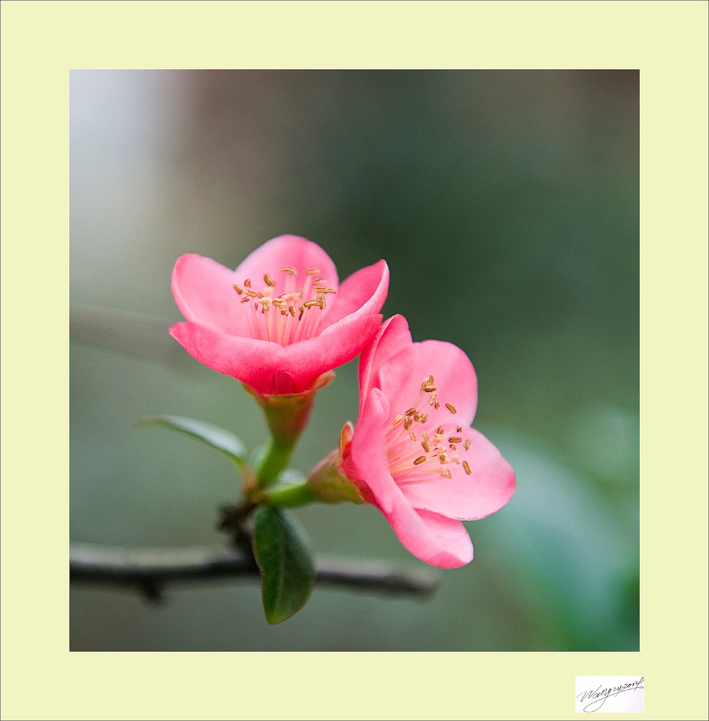 梅兰竹菊花卉帖
