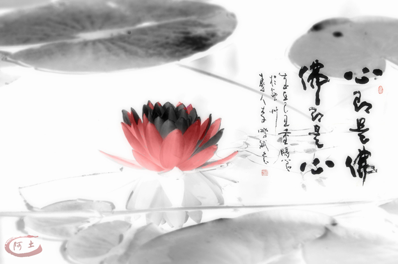 初学ps小品《莲趣》