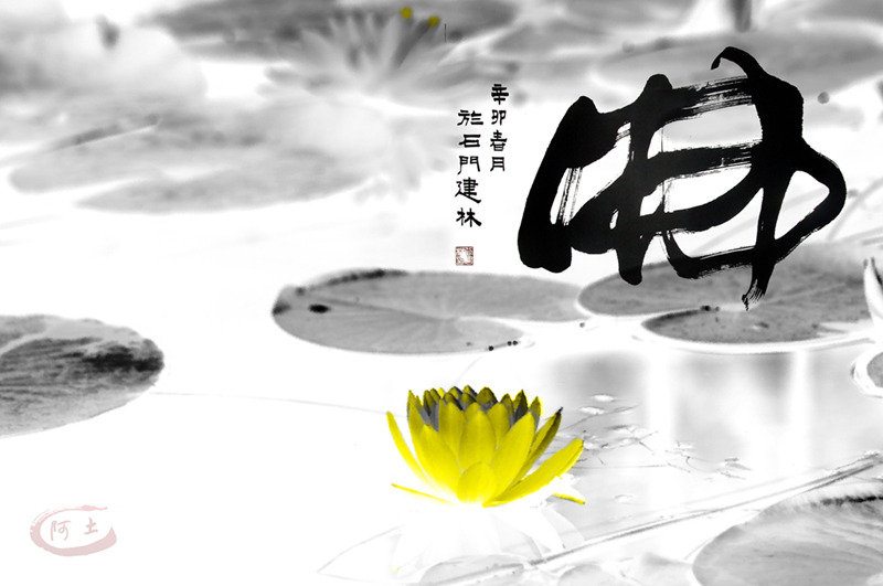 初学ps小品《莲趣》