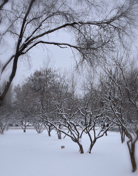 雪. 2014