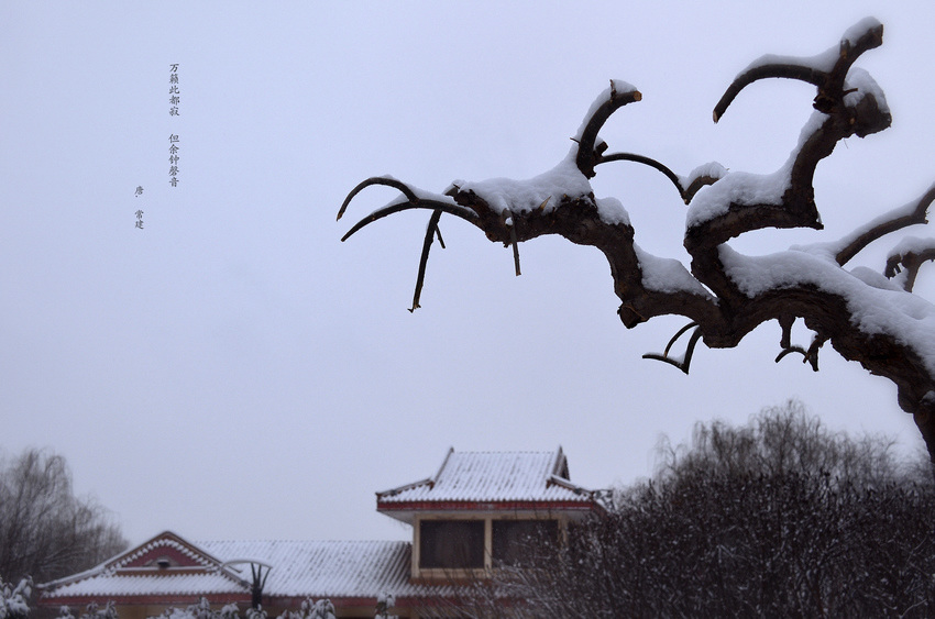 雪. 2014