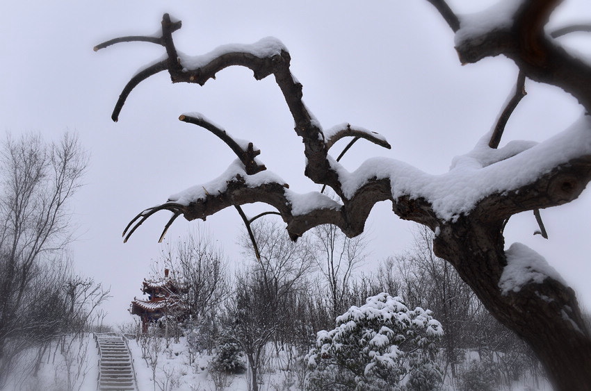 雪. 2014