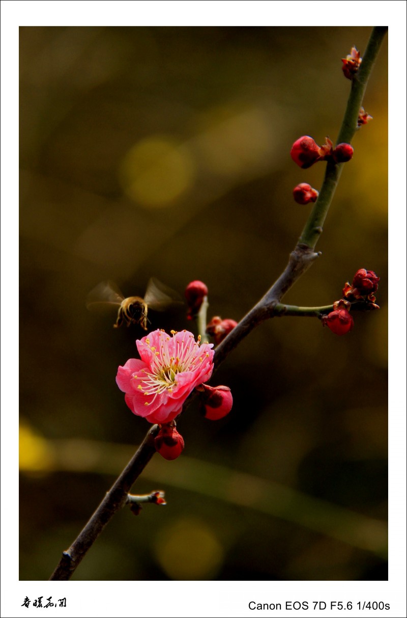 春暖花开