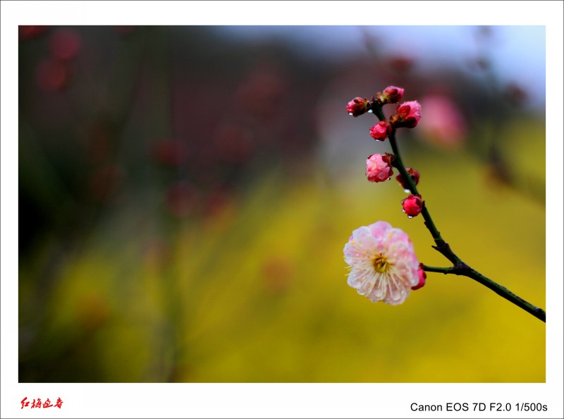 春暖花开