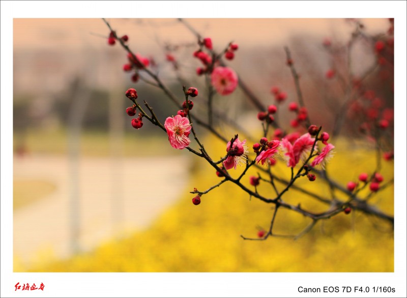 春暖花开