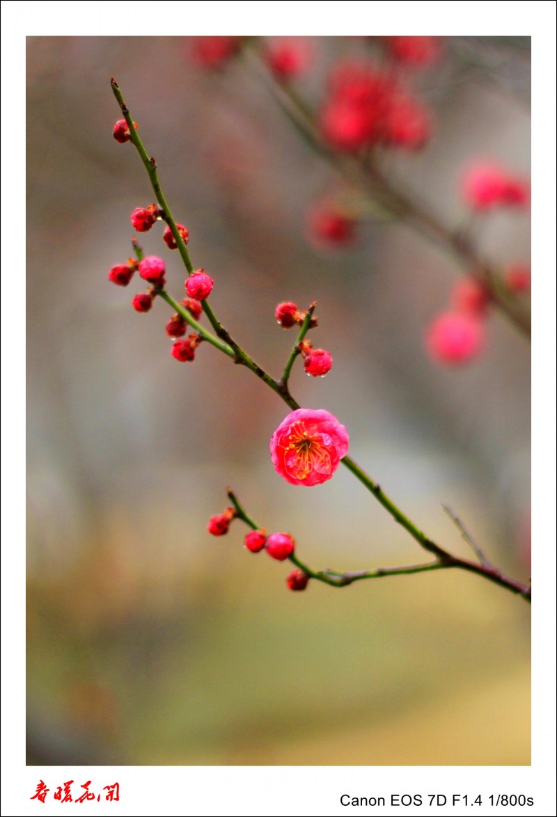 春暖花开