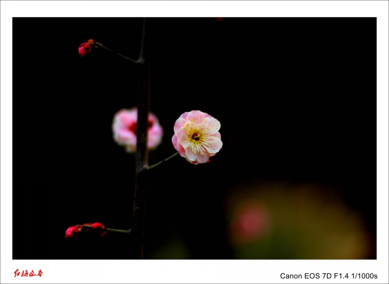 春暖花开