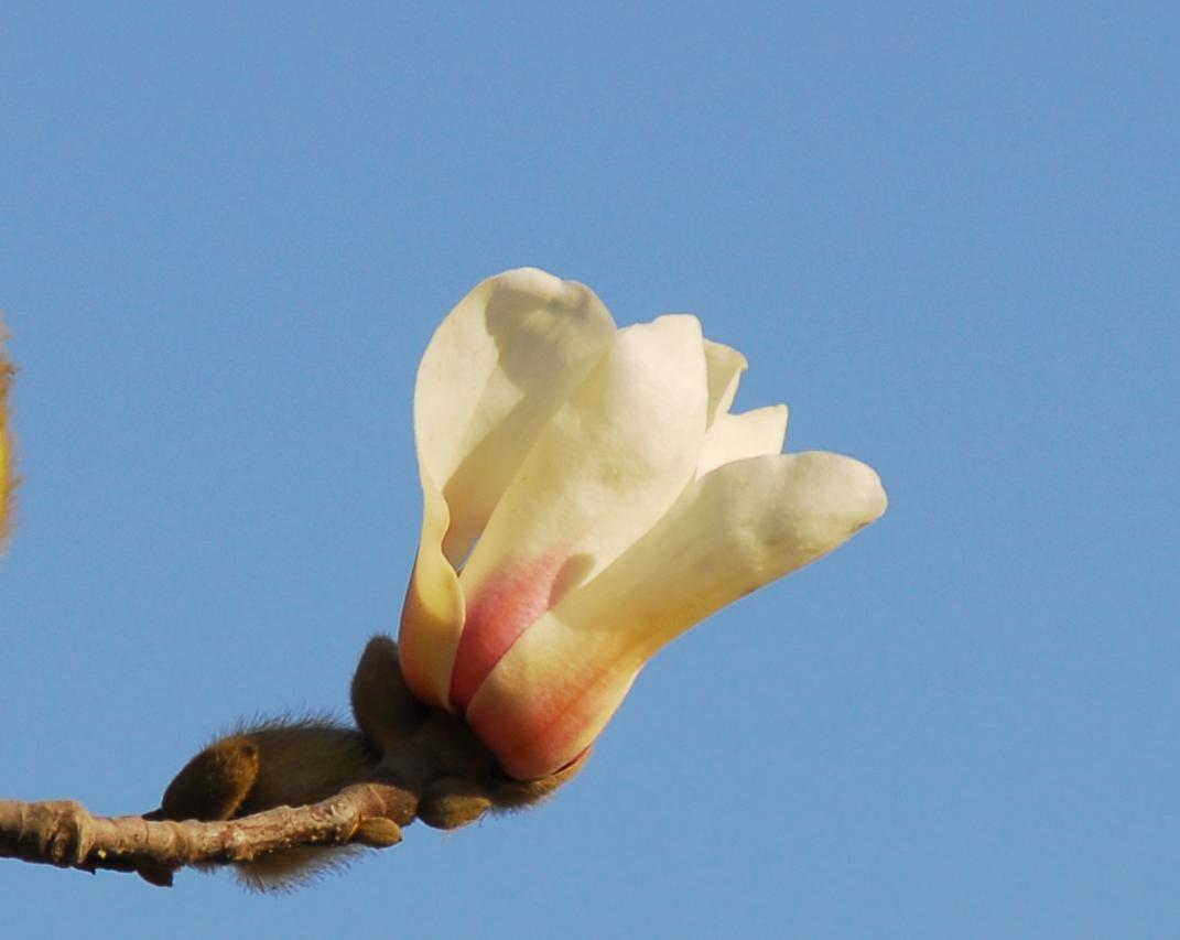 花开时节
