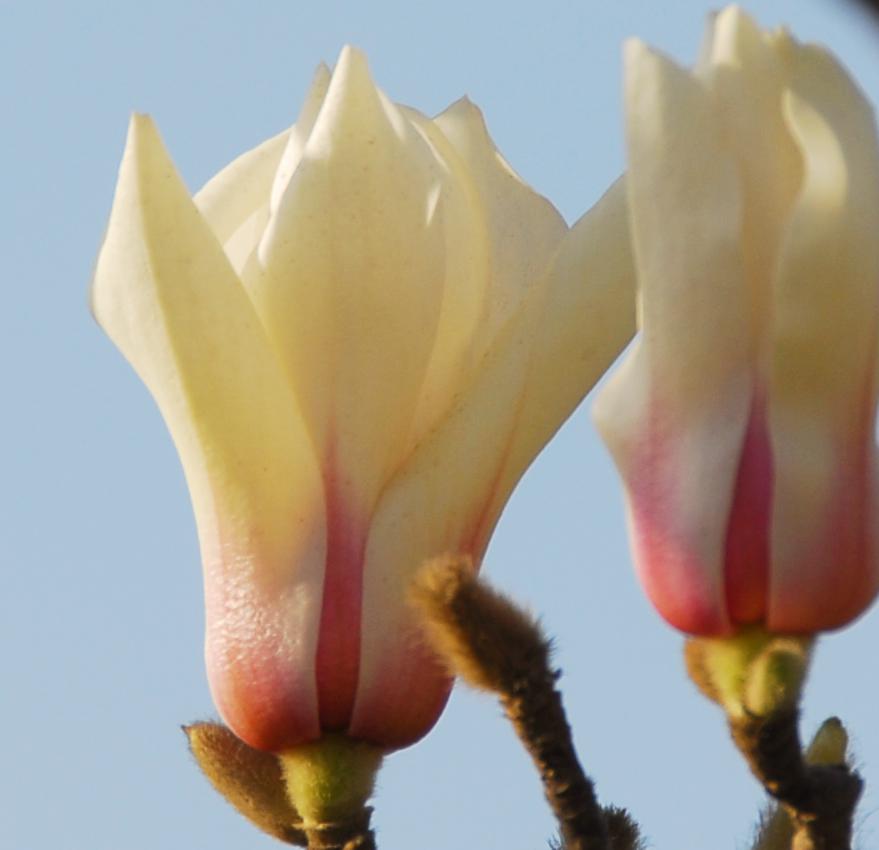 花开时节
