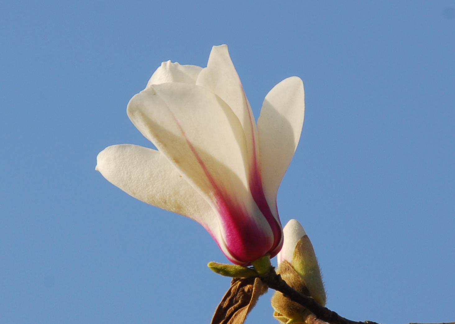 花开时节