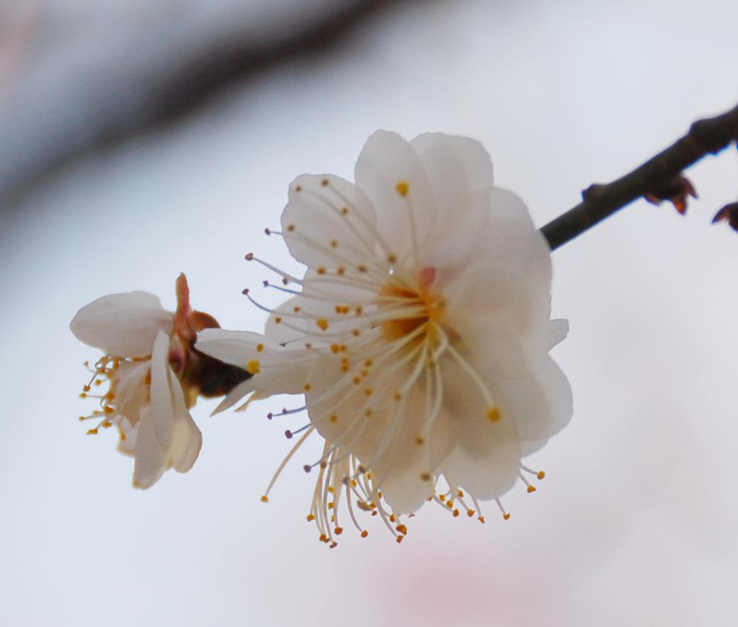 花开时节