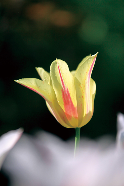春花烂漫