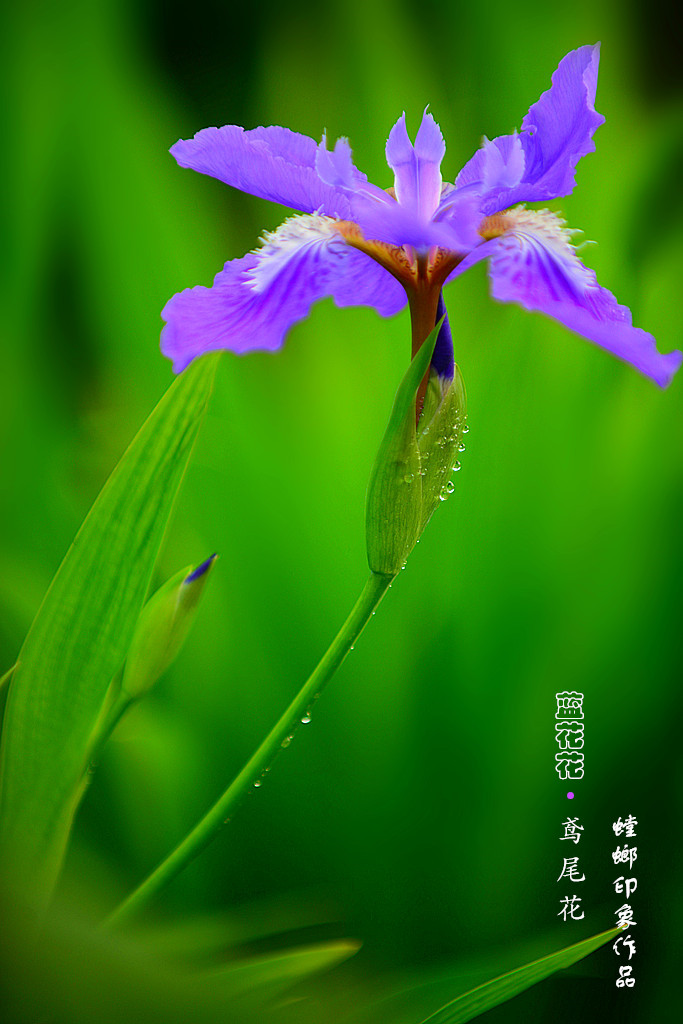 [原创]花之韵-美丽的鸢尾花
