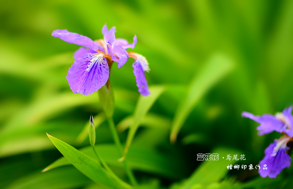 [原创]花之韵-美丽的鸢尾花