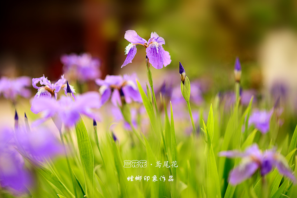 [原创]花之韵-美丽的鸢尾花