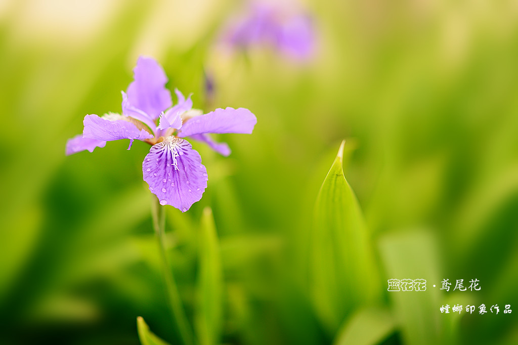 [原创]花之韵-美丽的鸢尾花