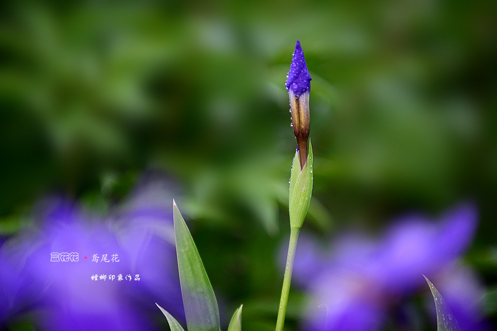 [原创]花之韵-美丽的鸢尾花