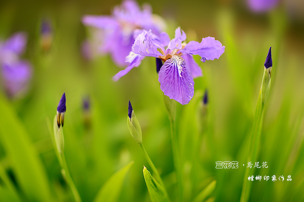 [原创]花之韵-美丽的鸢尾花