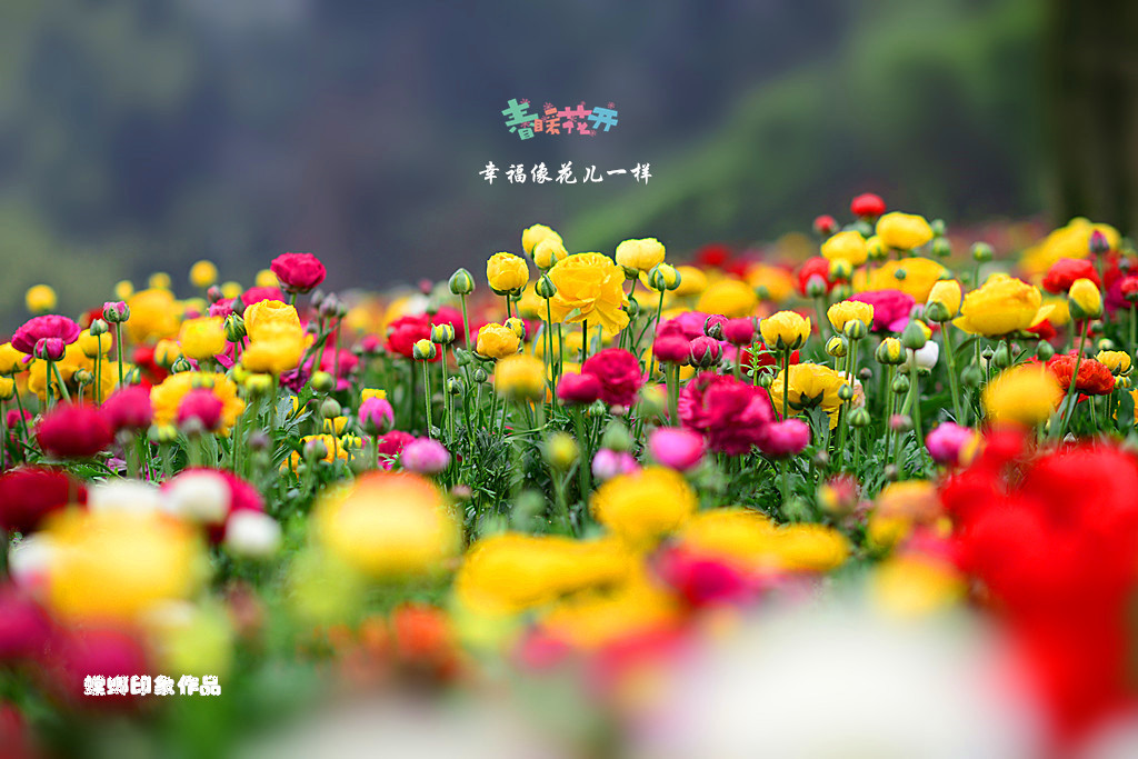 [原创]幸福像花儿一样