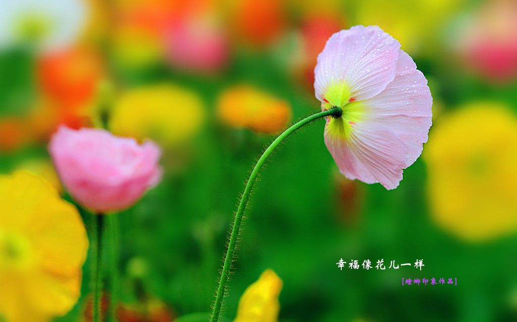 [原创]幸福像花儿一样