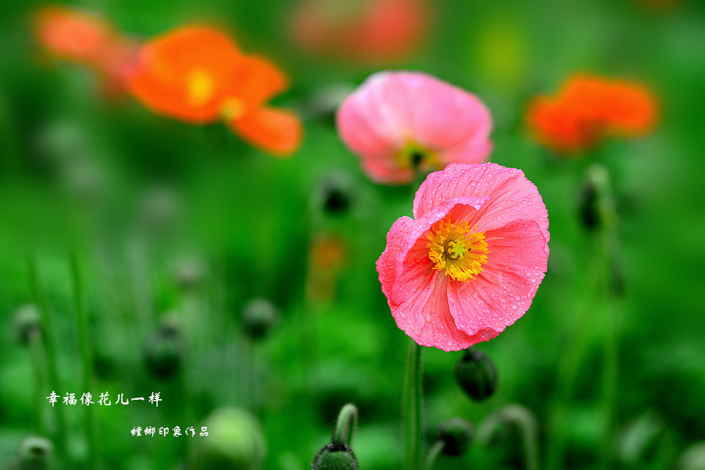 [原创]幸福像花儿一样