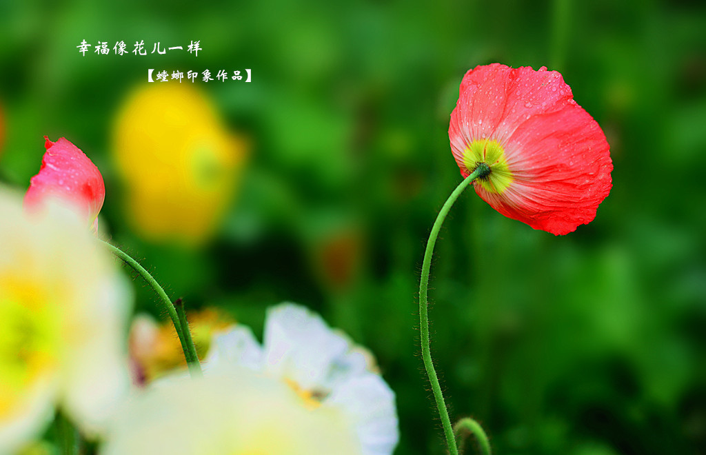 [原创]幸福像花儿一样