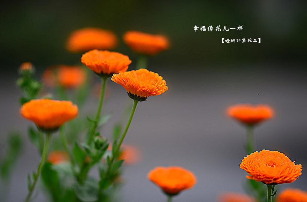 [原创]幸福像花儿一样