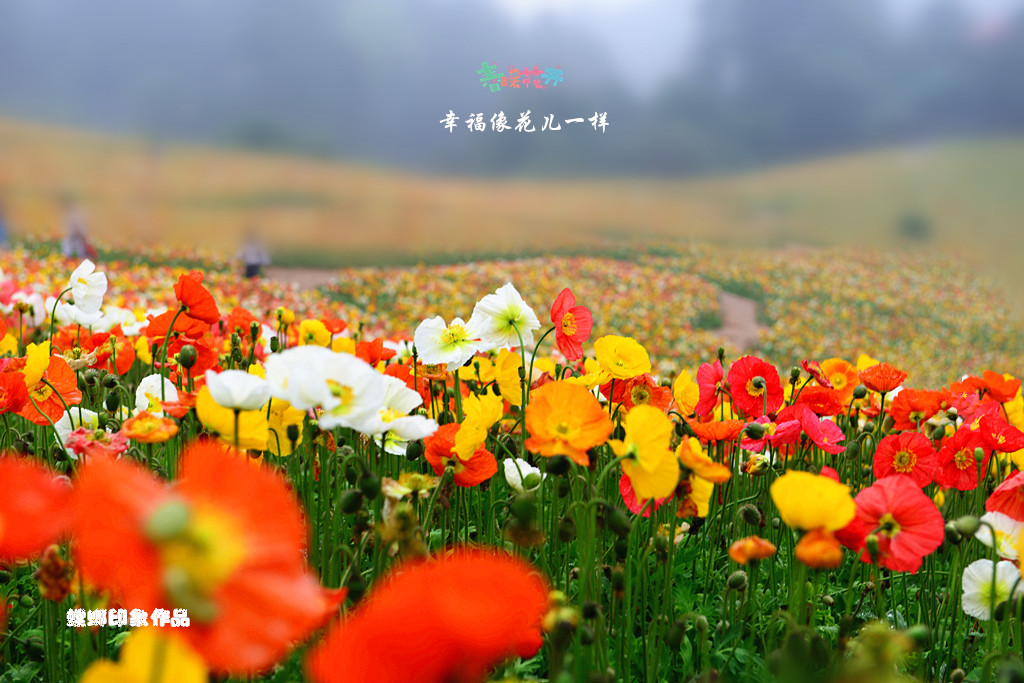 [原创]幸福像花儿一样