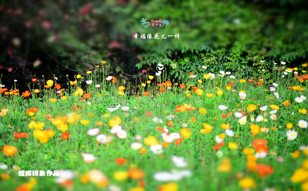 [原创]幸福像花儿一样