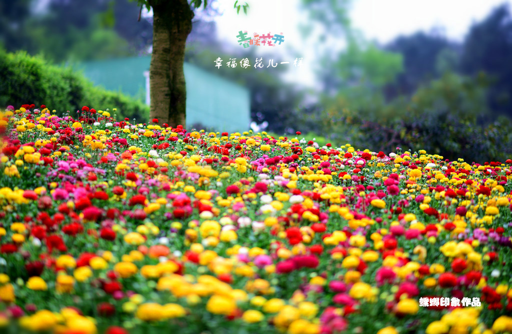 [原创]幸福像花儿一样