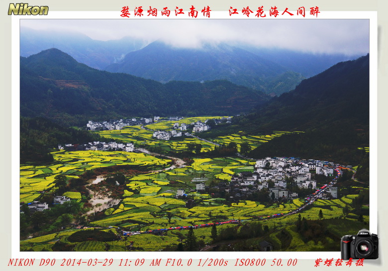 人间天上——婺源江岭花海
