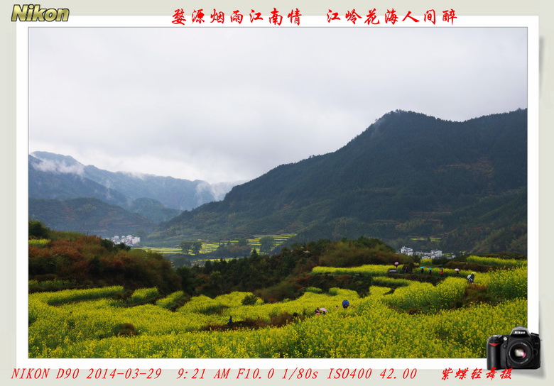 人间天上——婺源江岭花海