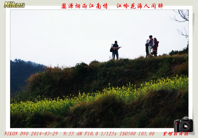 人间天上——婺源江岭花海