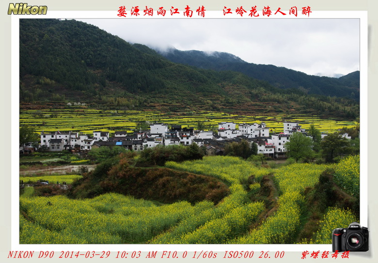 人间天上——婺源江岭花海