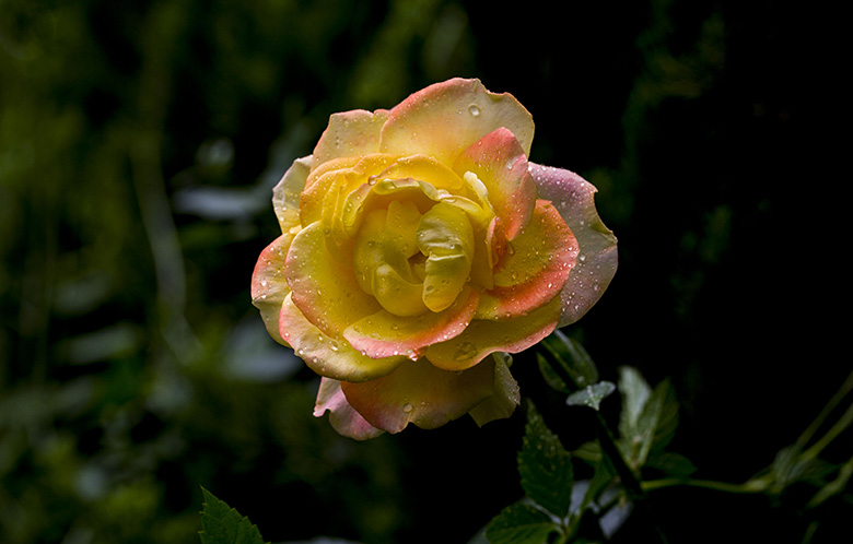 月季花一组