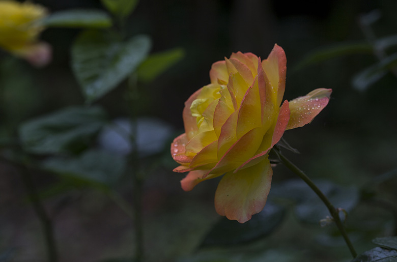 月季花一组
