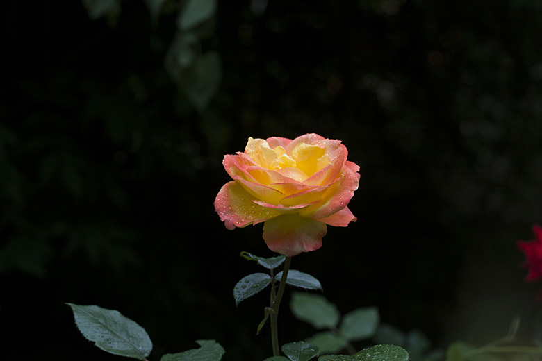 月季花一组