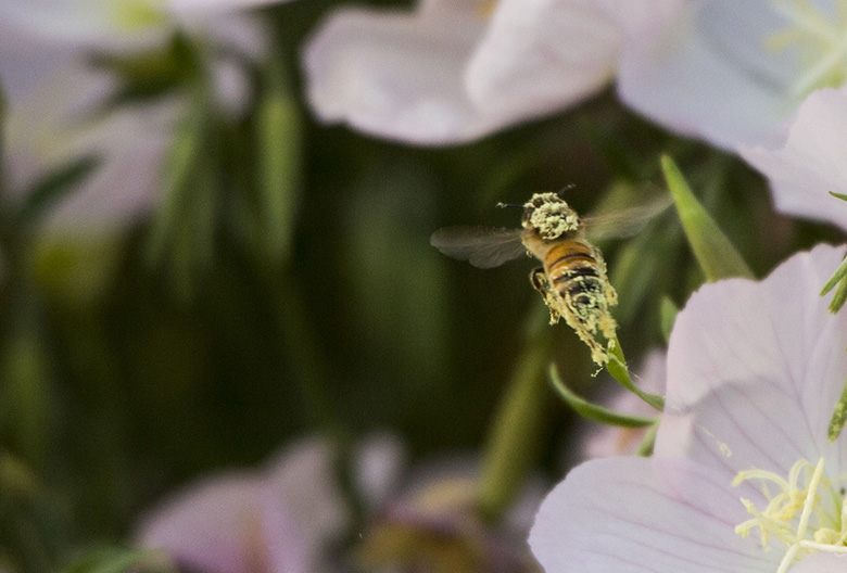 蜜蜂一组