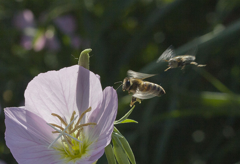 蜜蜂一组